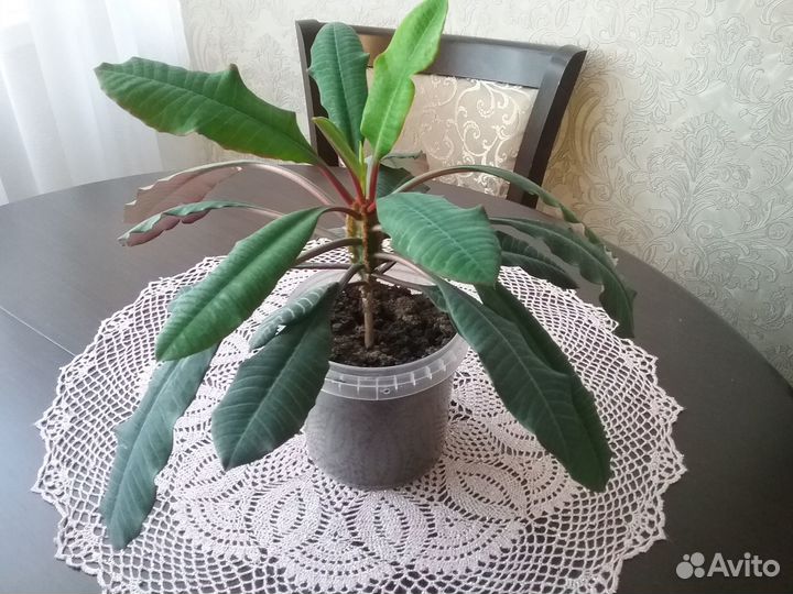 Продам цветы комнатные