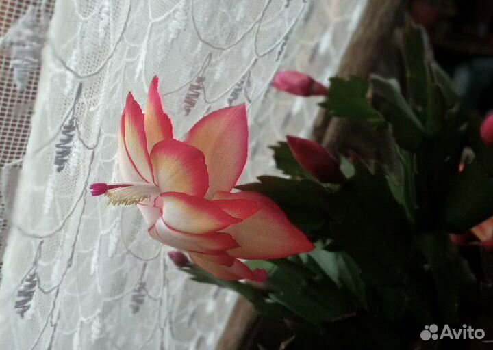 Набор декабристов (шлюмберга)