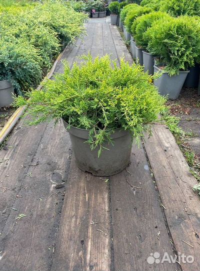 Можжевельник Олд Голд саженцы из питомника