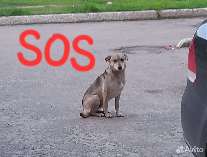 Собака Волчек