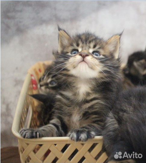 Котята мейн-кун