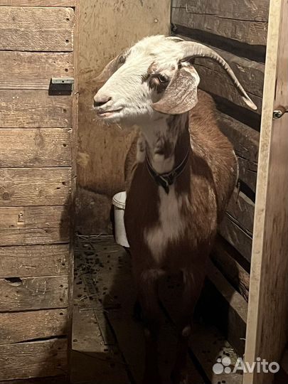 Козочка дойная первым окотом