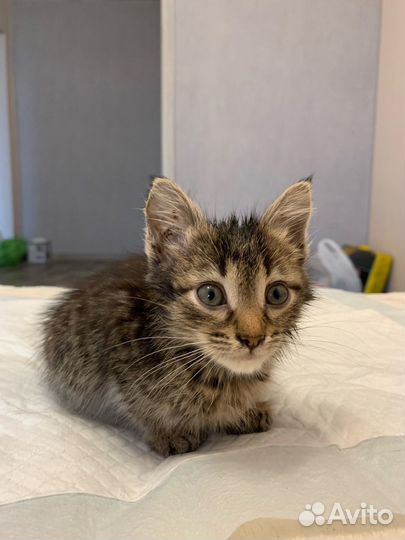 Котята в добрые руки даром