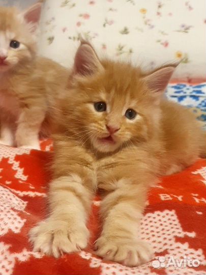 Котята мейн-кун