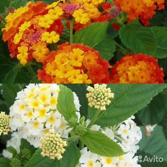 Красиво цветущие экзоты