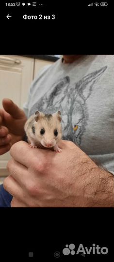 Сирийский хомяк оптом