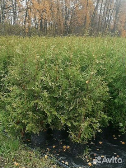 Брабант туя западная