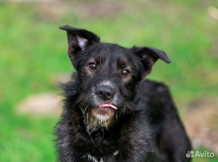 Молодой пёс ищет дом, в добрые руки