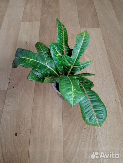 Кротон Экселент