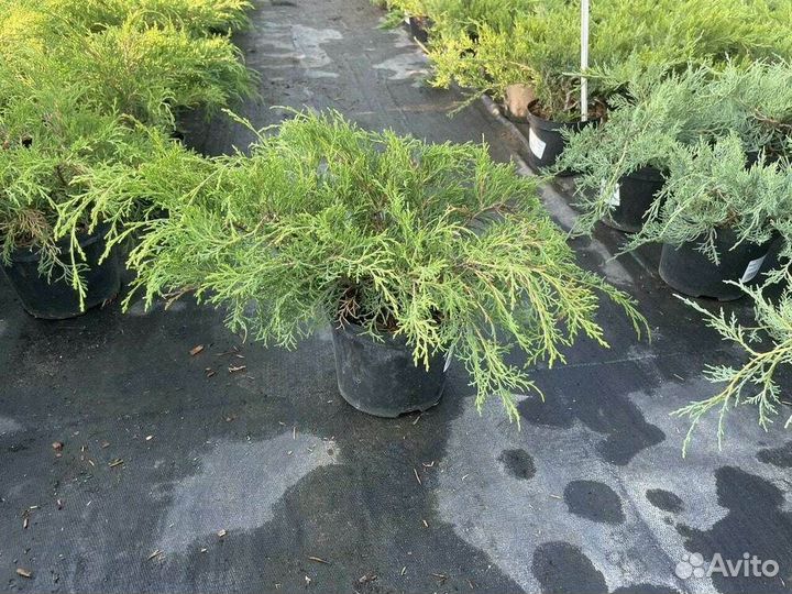 Микробиота перекрестнопарная/80-100 см