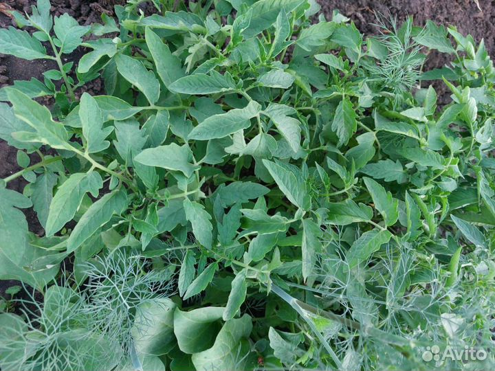 Рассада помидор, капусты и баклажан