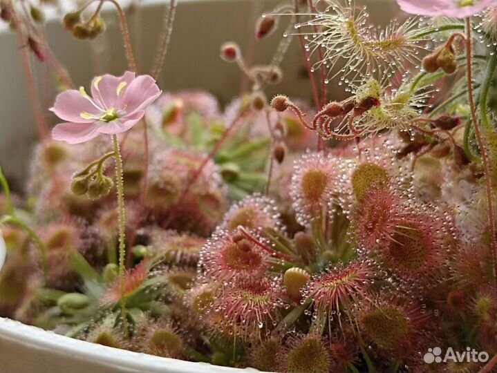 Хищное растение росянка drosera pulchella x omissa