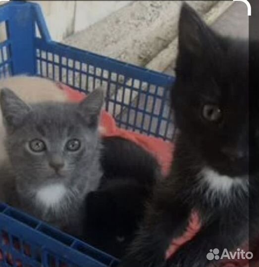 Котята в добрые руки