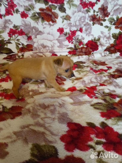 Щенки чихуахуа мини