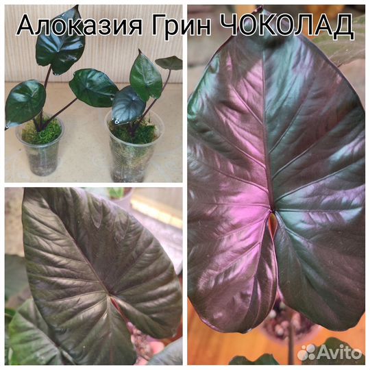 Алоказии