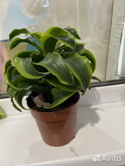 Комнатные цветы