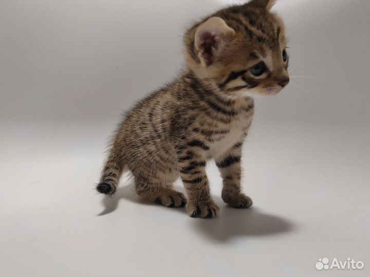 Бенгальские котята