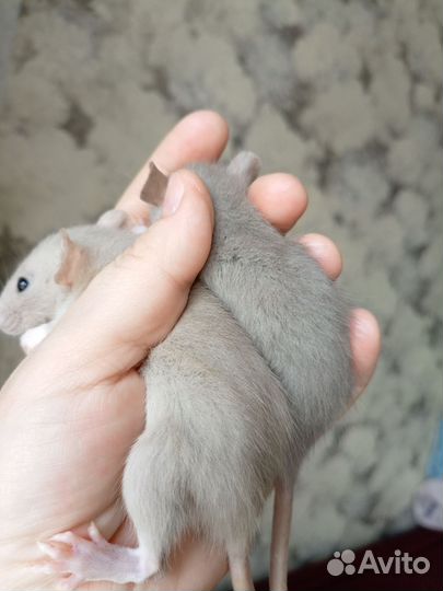 Крысята Дамбо Редкий окрас самцы
