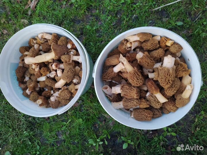 Грибы сморчки