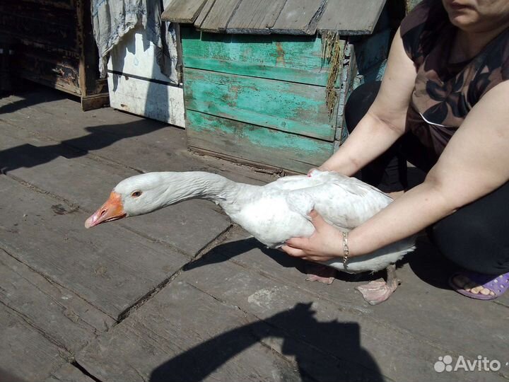 Гусак породы Линда