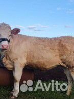 Телка на племя