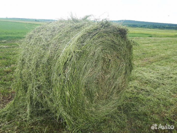 Сено в рулонах