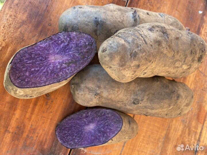 Картофель фиолетовый