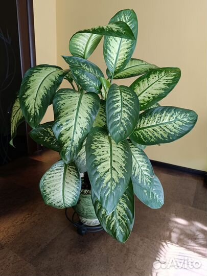 Диффенбахия