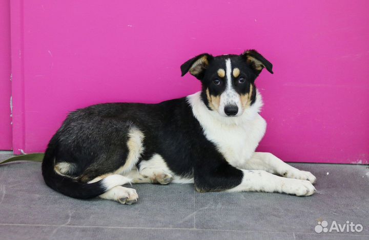 Крупный щенок