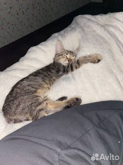 Кошечка
