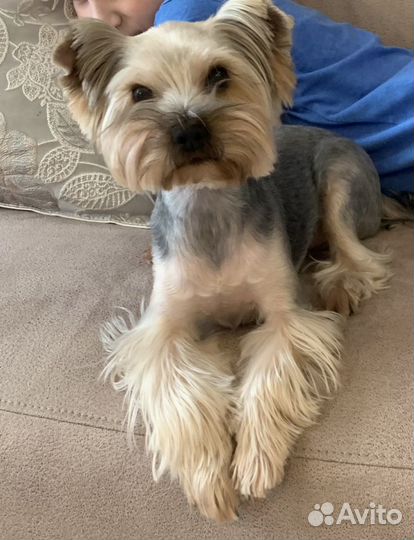Йоркширский терьер кобель вязка