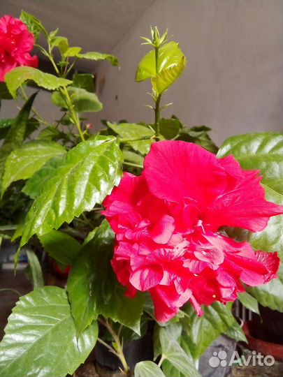 Гибискус,китайская роза