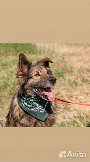 Собака из приюта ищет дом