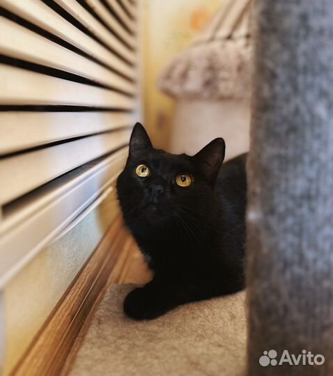 Баффи ищет дом