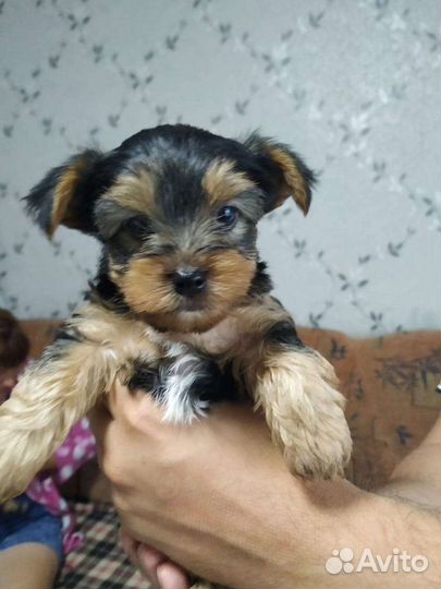 Йоркширский терьер