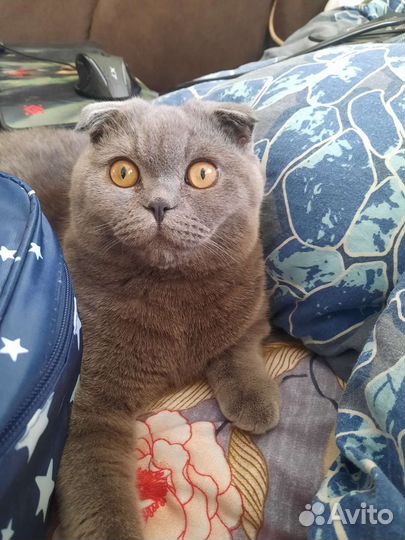 Шотландский вислоухий кот на вязку