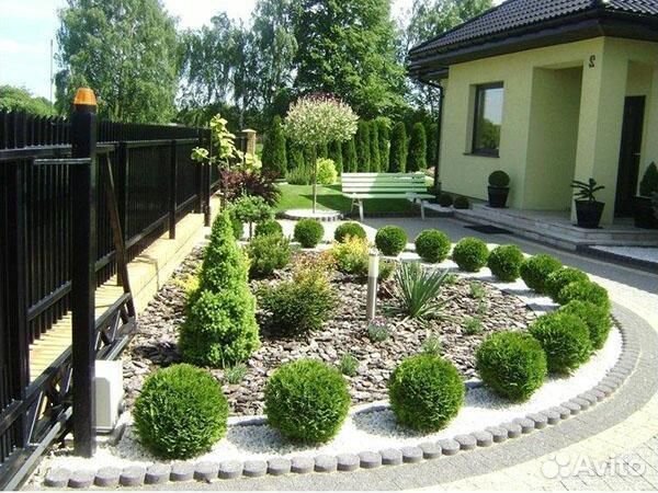 Туи Даника. Большой выбор хвойников