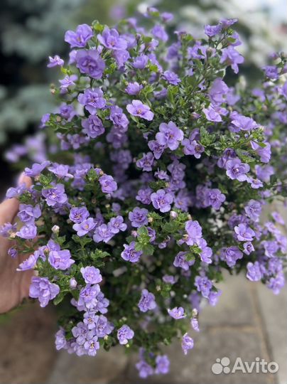 Бакопа вегетативная