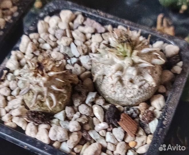 Pachypodium Densiflorum x Brevicaule - Пахиподиум