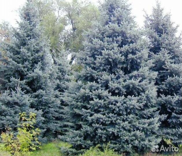 Ель голубая