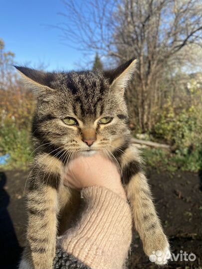 Британские котята