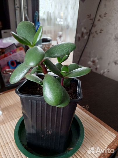 Крассула толстянка