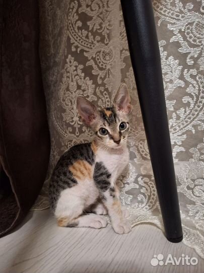 Кошка в добрые руки
