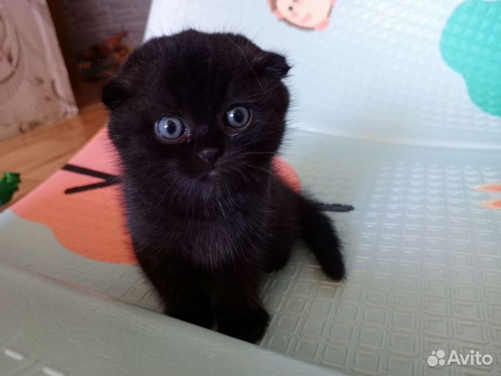Шотландская вислоухий кот