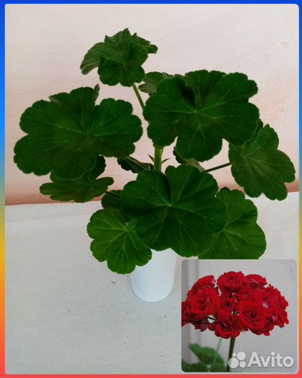 Пеларгония герань