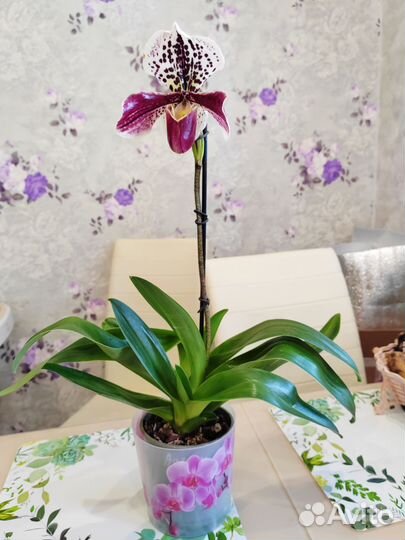 Орхидея пафиопедилум