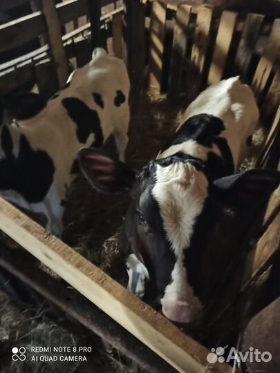 Корова дойная