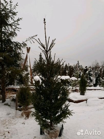 Саженцы ели обыкновенной 1,5-2м
