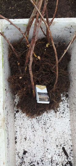 Саженцы малины разных сортов