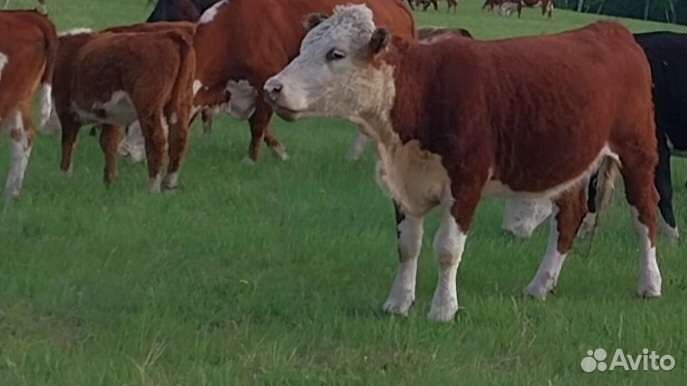 Телки нетели герефорды